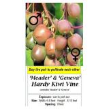 2 Hardy Kiwi Vine-Polinator Pair