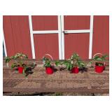 4 Worlds Largest Strawberry Plants