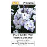 5 Light Blue Flame Garden Phlox Plants