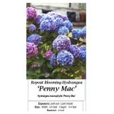 2 Rebloomer Blue Mophead Penny Mac Hydrangea Plant