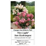 2 Sun Fire Light Hydrangea Plants