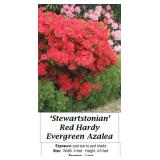 3 Hardy Red Evergreen Stewart Azalea Plants