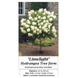 Sun Limelight Hydrangea Tree