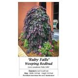 Weeping Ruby Falls Redbub Tree