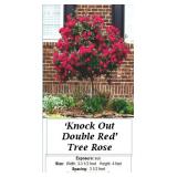 Red Double Knockout Rose Tree