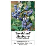 3 Northland Blueberry Plants