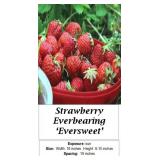 10 Everbearing Eversweet Strawberry Plants