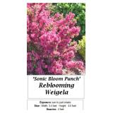 2 Rebloomer Sonic Bloom Punch Weigela Plants