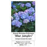 2 Rebloomer Blue Jangles Mophead Hydrangea Plants