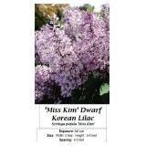 3 Assortment Fragrant Lilac Collection