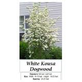 2 White Kousa Dogwood Trees