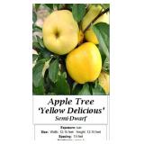 2 Yellow Delicious Apple Trees