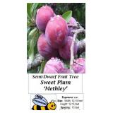 2 Japanese Red Methley Plum Trees