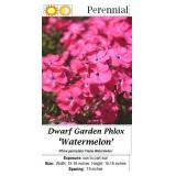 5 Watermelon Flame Garden Phlox Plants