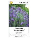 4 Fragrant Sensational Blue Laveneder Plants