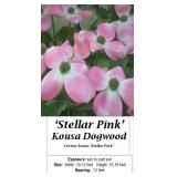 2 Pink Kousa Dogwood Trees
