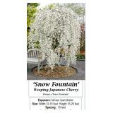 Weeping Japanese Snow Fountain Cherry Tree