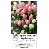 2 Quickfire Fab Hydrangea Plants