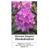 2 Elegant Rosy Lavender Rhododendron Plants