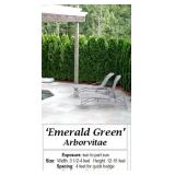10 Emerald Green Arborvitae Plants
