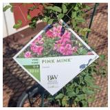 2 Pink Mink Clematis Vine Plants