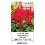 5 Red Astilbe Sentinel Plume Flower Plants