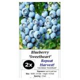 4 Double Pick Sweetheart Blueberry Plants