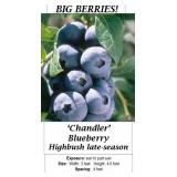 3 Big Chandler Blueberry Plants