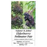 2 Elderberry Plants -Pollinator Pair