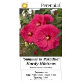 3 Hardy Red Summer In Paradise Dinnerplate Hibiscu
