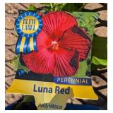 5 Hardy Red Luna Dinnerplate Hibiscus Plants