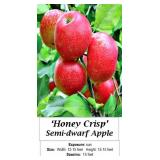 3 Honey Crisp Apple Trees