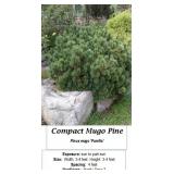 3 Dwarf Mugo Pine Plants