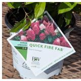 2 Sun Quickfire Fab Hydrangea Plants