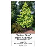 2 Amber Glow Dawn Redwood Metasequoia