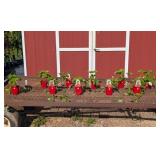 10 Everbearing Eversweet Strawberry Plants