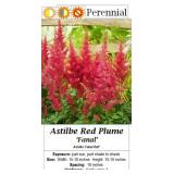 4 Red Plume Flower Astilbe Plants