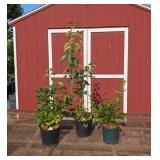 Fragrant Lilac Collection Assortment
