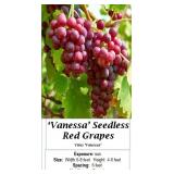 Grape Vine Collection-Red&Blue Seedless