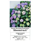 2 Rebloomer Bloomstruck Mophead Hydrangea Plants