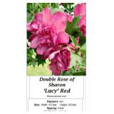 2 Red Lucy Rose of Sharon Plants