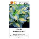 10 Yellow & Green Dream Weaver Hosta Plants