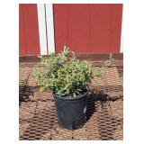 2 Fragrant Purple Butterfly Bush Plants