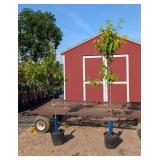 2 Japanese Pink Kwanzan Ornamental Cherry Trees