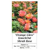2 Knock Out Orange Glow Rose Plants