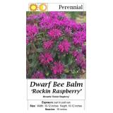 4 Dwarf Rockin Raspberry Purple Bee Balm Plants