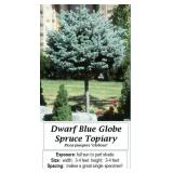 2 Dwarf Topiary Blue Globe Spruce Plants