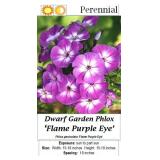 4 Purple-Eye Garden Phlox Plants