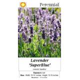 5 Fragrant Super Blue Lavender Plants