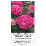 2 Rebloomer Pink Summer Crush Mophead Hydrangea Pl